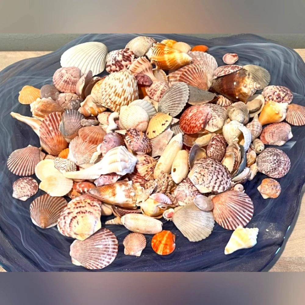 Sanibel, Captiva, & 10,000 Island Seashells From SW Florida 1 Pound Asso…